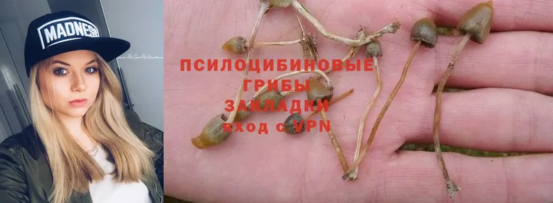 Псилоцибиновые грибы Psilocybe  наркота  Долинск 